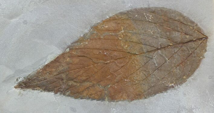 Detailed Fossil Hackberry Leaf - Montana #56181